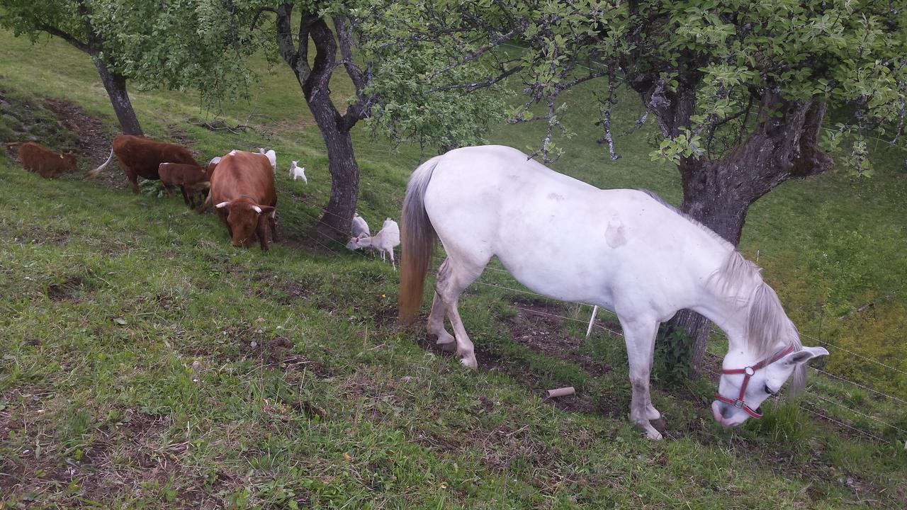 Vaznik Farm stay